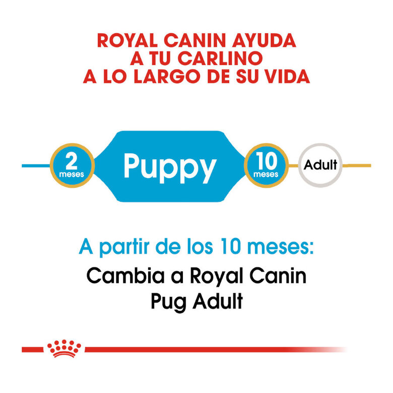 Royal Canin Puppy Pug pienso para perros, , large image number null